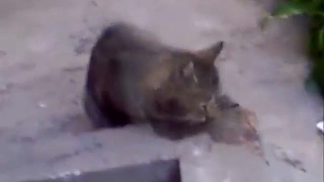 кот и валерьянка.wmv