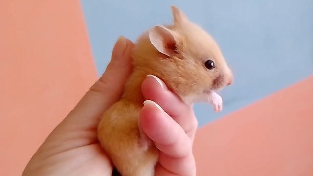 Хомячки сирийские короткошёрстные1 месяц?