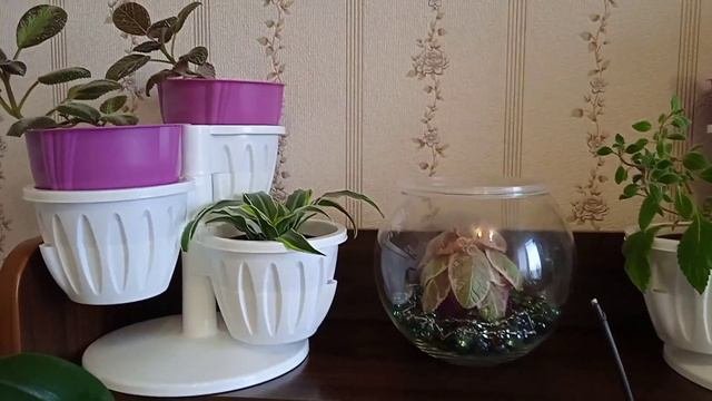 Растения на стеллаже. Продолжение.