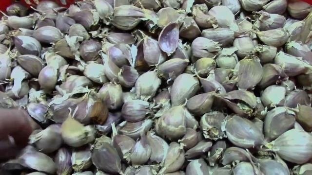 Черный чеснок. Мой эксперимент