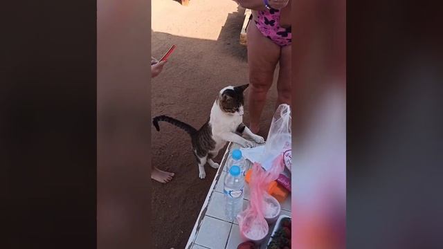 Шарм Эль Шейх. Аква Блю. Пляж. Кормем котика.