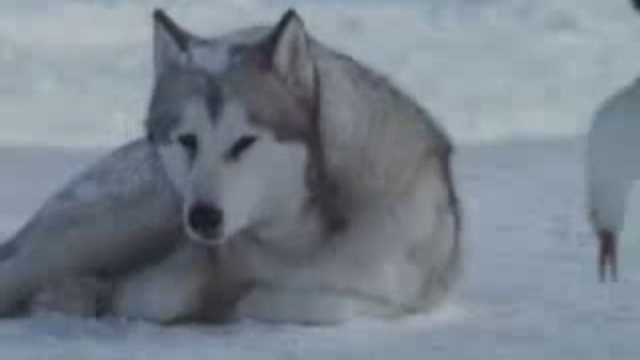 Северные псы