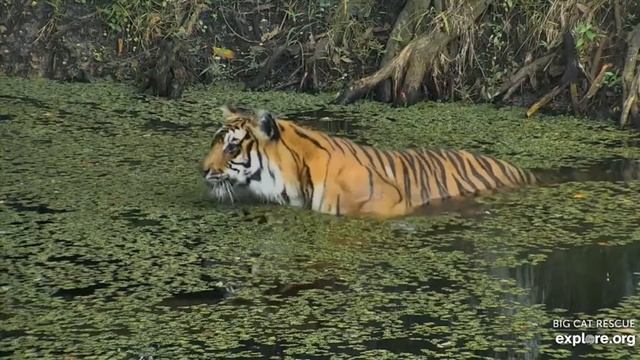 Splashing Priya tiger at Big Cat Rescue.