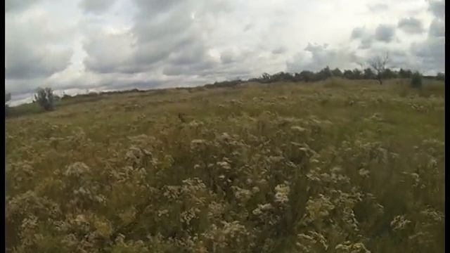Драдхар Стив