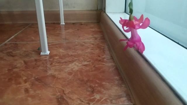 красный зигокактус Шлюмбергера (декабрист) / cactus