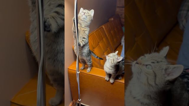 Adorable Trio of Kittens Transfixed by Fly   ViralHog