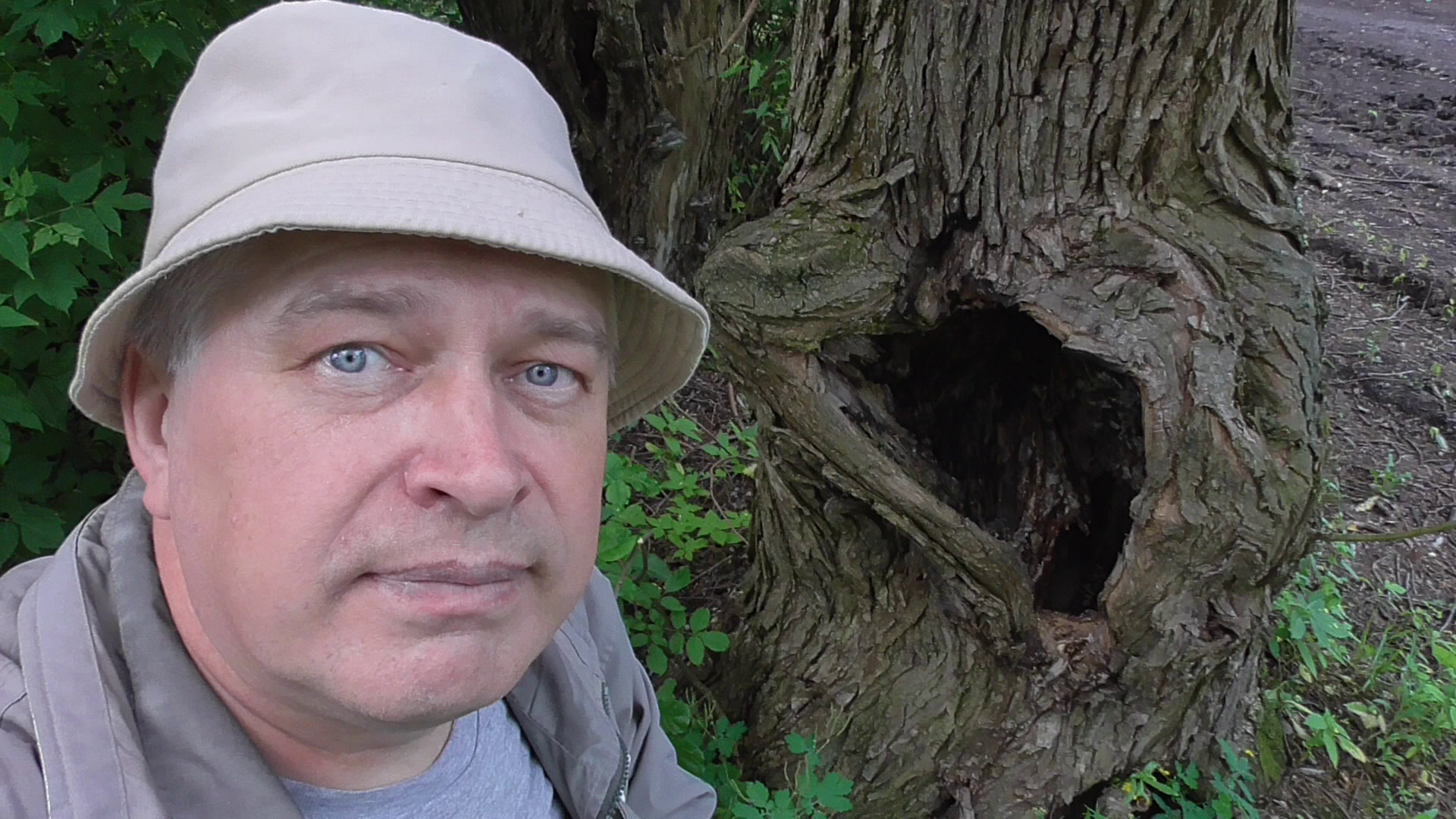 Я возле дерево, в дереве дупло. Видео про чёрных муравьёв. Чёрные муравьи