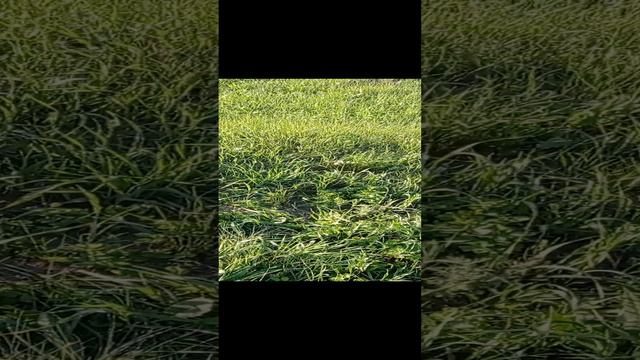 Омская обл. Любинский р-н.село Покровка.