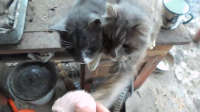 КОТ УКУСИЛ МЕНЯ ЗА ПАЛЕЦ