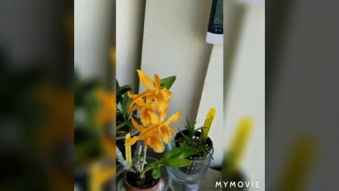 #Обзор#мои_орхидеи#цветение уже в марте?