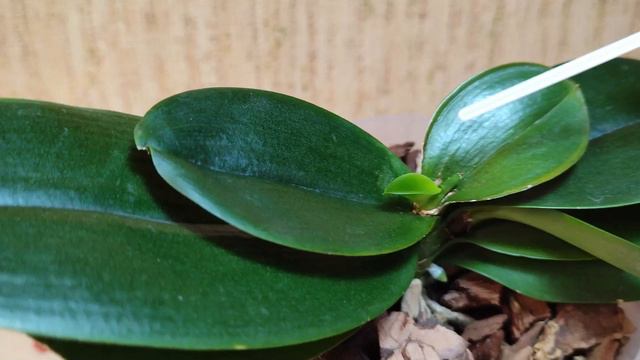 Живучесть орхидеи фаленопсис
