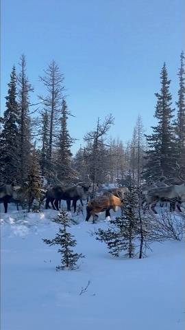 Стадо северных оленей гуляет по зимнему ямальскому лесу