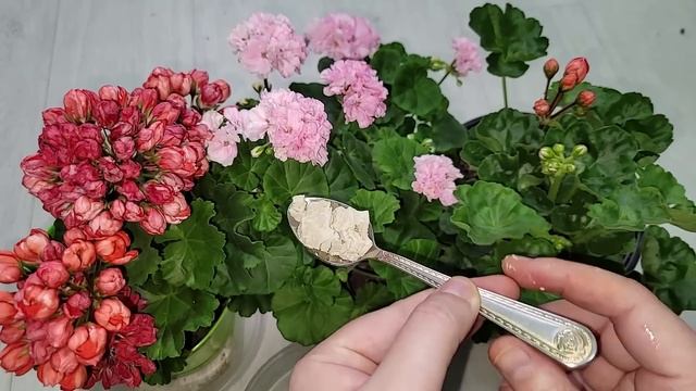 СРОЧНО ЗИМОЙ сделай это с ГЕРАНЬЮ, чтобы листики не желтели, цветы здоровели и слабый цветок оживал