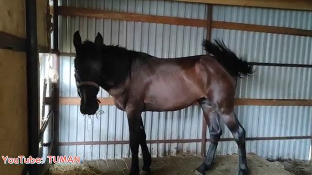 Глистовал Орловского Рысака Попечителя.Жеребец, Лошади Туман.