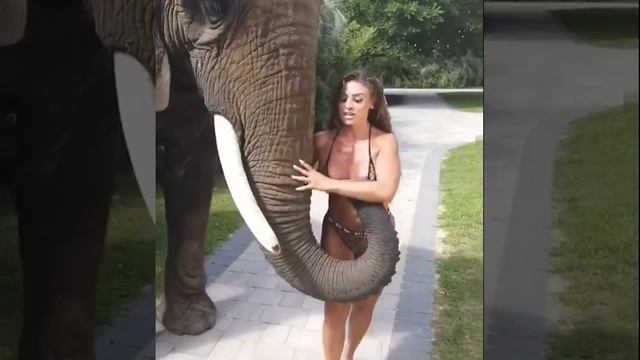 Слон любит большую грудь