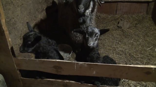 ПЕТУХИ теперь хозяева, не дают мне прохода. Козы козлята корова цыплята