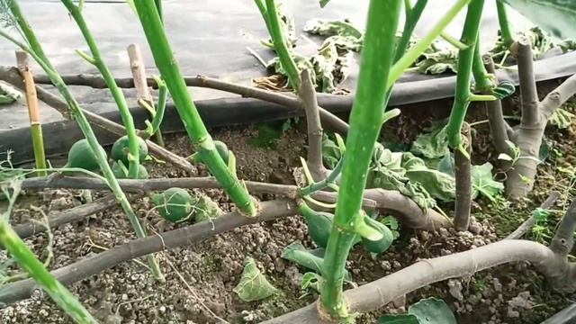 Инжир. Осветление кустов. Завязываются новые фиги. 2023 06 16