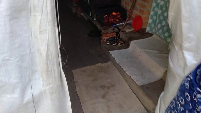 Фундук.Сорт фундука который опыляется Медвежий деревом.