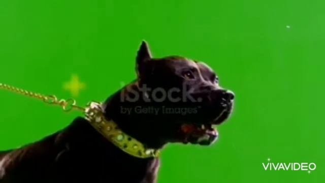 Black Pitbull Terrier ?
