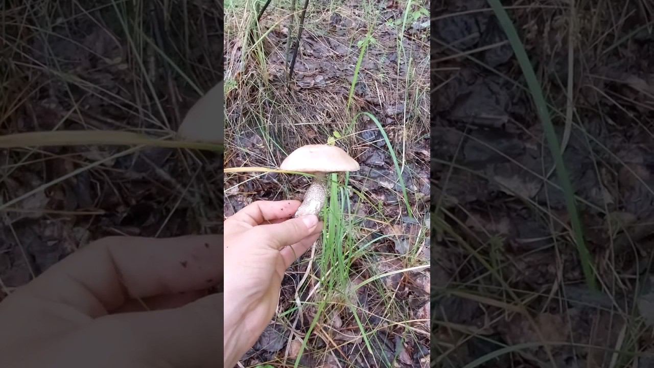 Счастье ГРИБНИКА! ГРИБЫ в конце июня 2023! #грибы2023 #boletus  #mushrooms #shorts