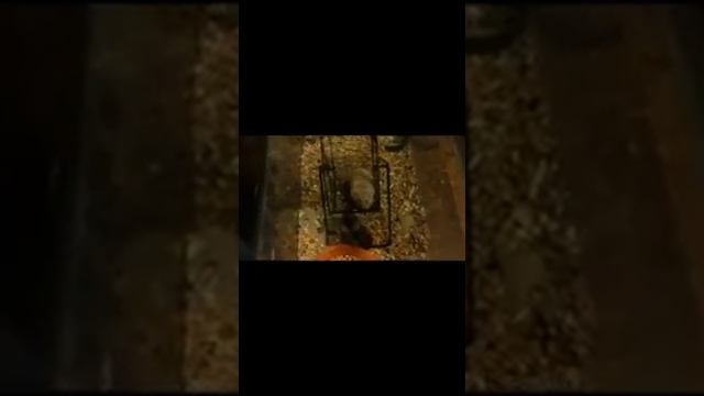 Мои хомяки дурачутся перед камерой ?????