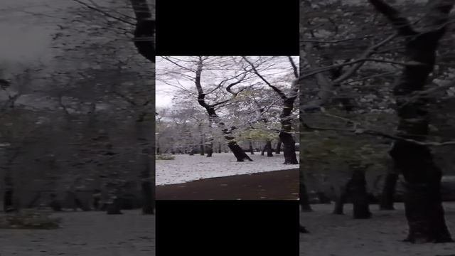 первый снег.mp4