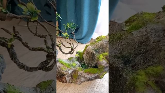 оазис с бансай