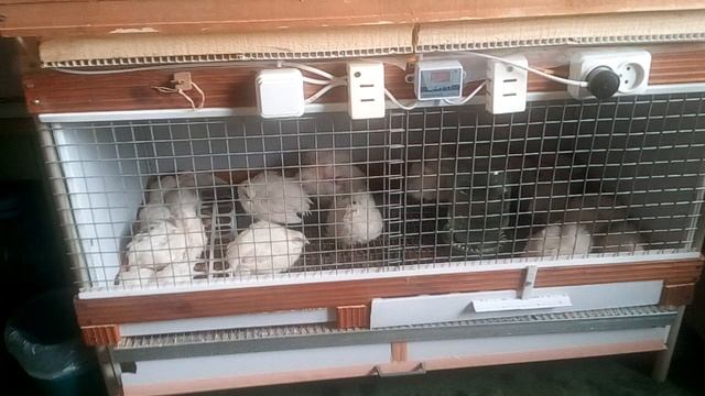 мои перепела Техасский