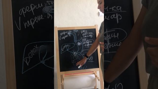Как работает наш жкт?
