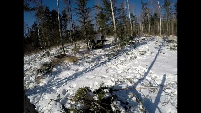 Возвращение тигрицы из Дальнереченского района в дикую природу