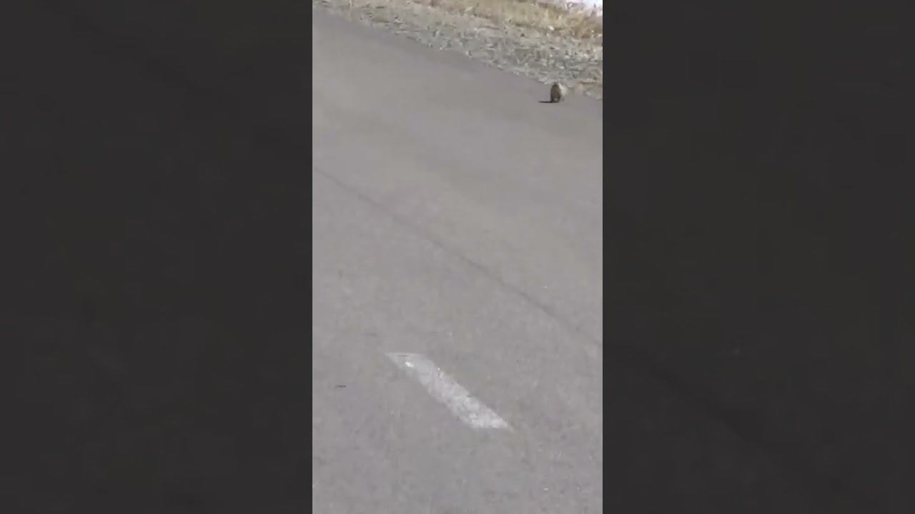 Суслика видишь?..... А он там есть!!!