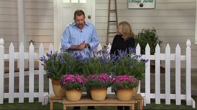 Cottage Farms Scentsational 6-pc Lavender & Dianthus Collection On QVC