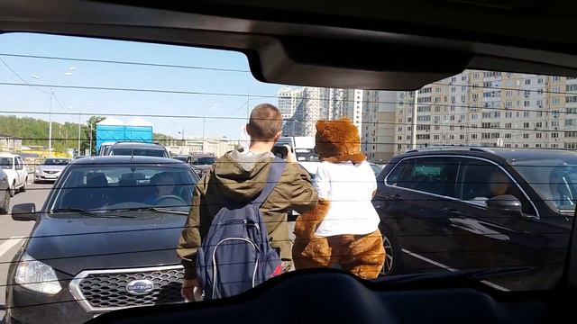 Медведи на Дмитровском шоссе