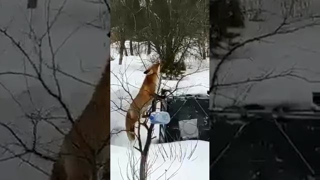 К нам в гости пришла лиса.