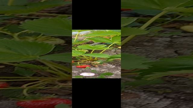 20230521_131931.mp4