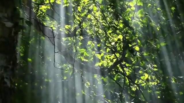 Surah Yasin 13 Times Recited By Sheikh Mishary Rashid Al-Afasy