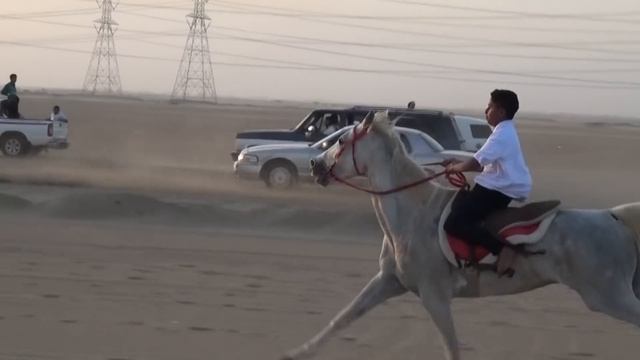 سباق فرسان العز السادس بمدينة جدة في منطقة الخمرة 1437/5/3 هـ