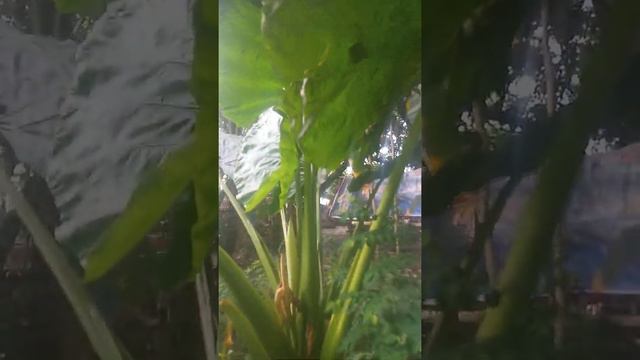 Badyang plants