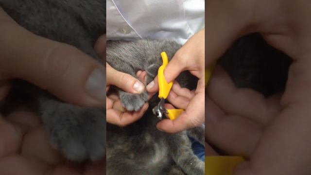 Кот Шотландка обрезка когтей !!!