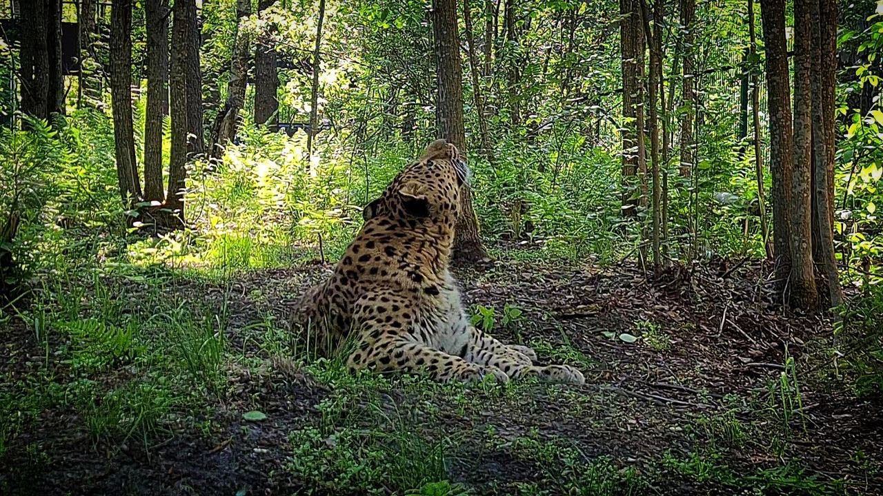 Подписчики Подарили СВОЙ ЛЕС СТАРОМУ Леопарду! ОН В Восторге!Gave YOUR FOREST to the OLD Leopard!