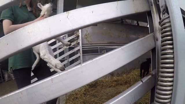 Заскочили покушать на ферму // Английские барашки
