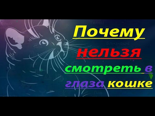 Почему нельзя смотреть в глаза кошке