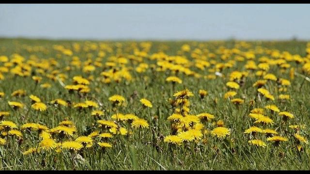 М.В.Лисенко Інтермецо Фа-мажор для фортепіано