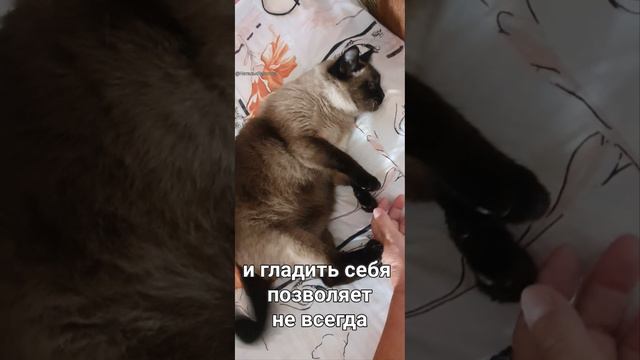 Кот Маркисс толстяк и неженка.