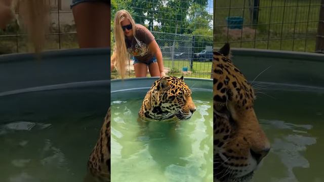 Jaguar Cool Down