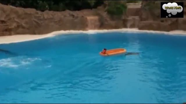 Дельфины