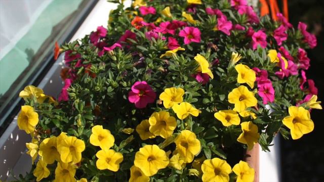 Million Bells, Calibrachoa, Zauberglöckchen, Mini-Petunien,