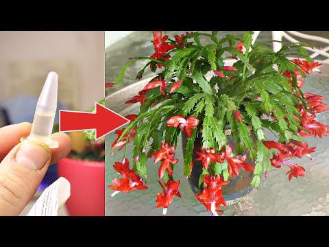 Еще никогда мой декабрист так не цвел! 1 капсула делает невозможное! Циркон для домашних растений