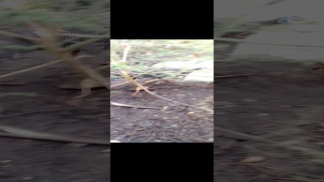 Цесарки_20240907_111700.mp4