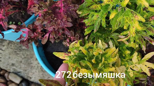 колеусы
мои новички купленные в июне